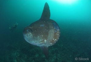 Sunfish-Southern-(Mola-alexandrini)-with-Diver