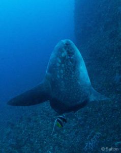 Sutton-Sunfish-Southern-(Mola-alexandrini)-Cleaning,-Grainny