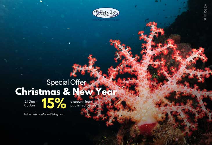 Christmas-and-New-Year-Special