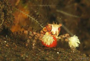 Muck-Diving-Boxer-Crab