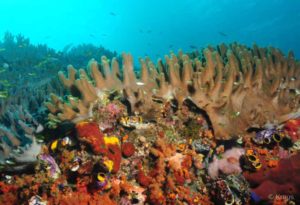 Reef-Scene-with-Tunicates-and-Soft-Coral-Misool