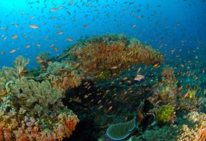 Bali's-Scuba-Diving-Reef-Scene-with-Soft-Corals-and-Anthias