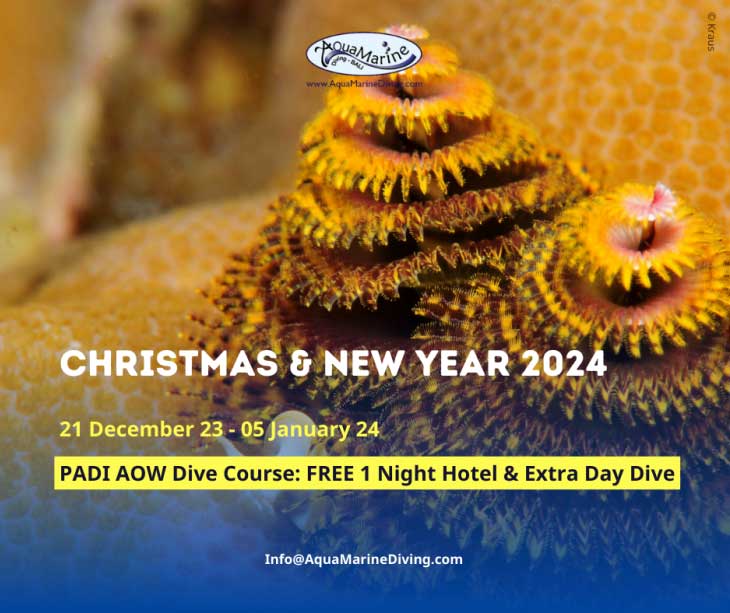 Bali-Only-Christmas-New-Year-Special