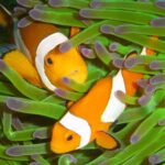Bali-eNews-Potluck-Diving