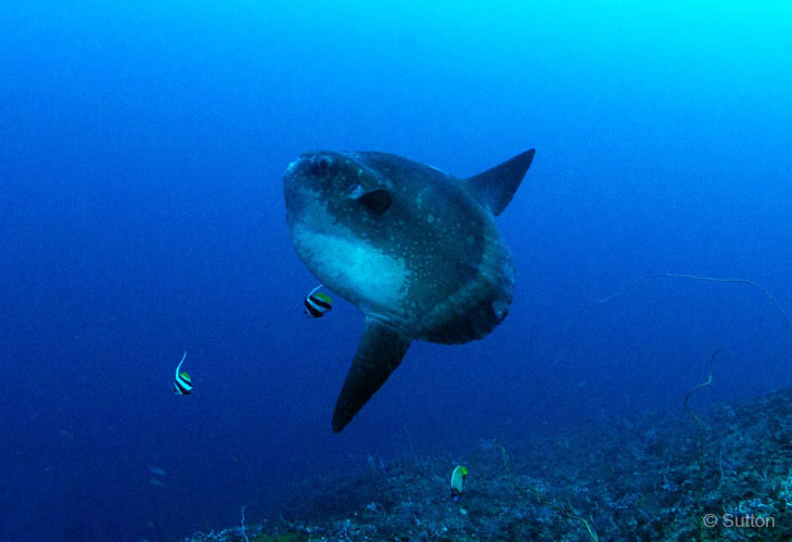 Diving-with-Mola-Mola-Bali