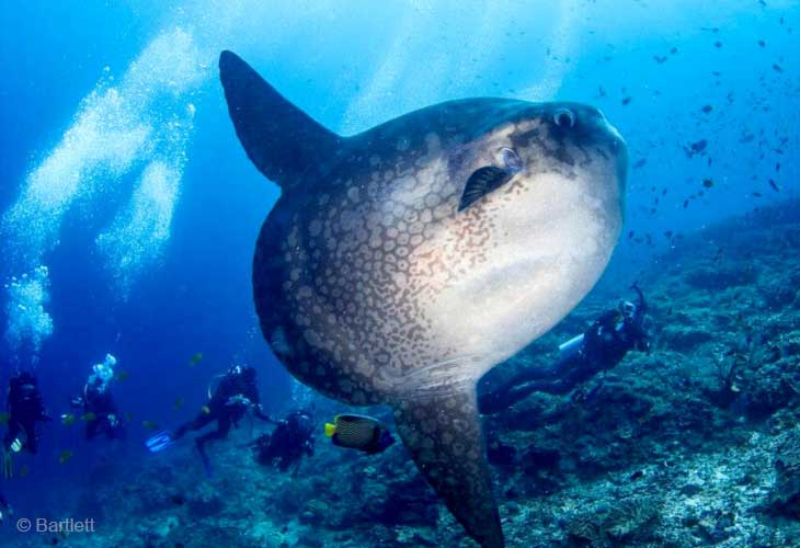 Ocean-Sunfish-Bali