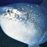 Ocean-Sunfish-Indonesia