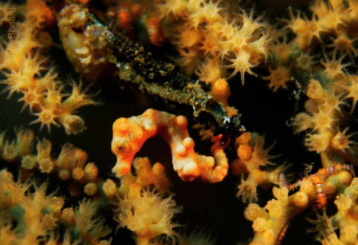Dive-Site-Amed-Pygmy-Seahorse