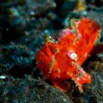 Tulamben-Bay-Frogfish-Freckled