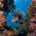 Wakatobi-Island-Lionfish