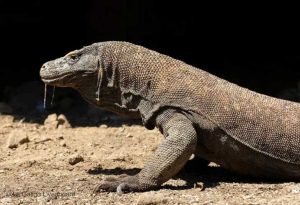 The-Komodo-Dragon