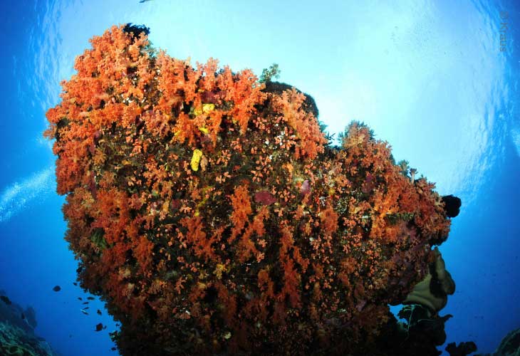 Indonesia-Coral-Reefs
