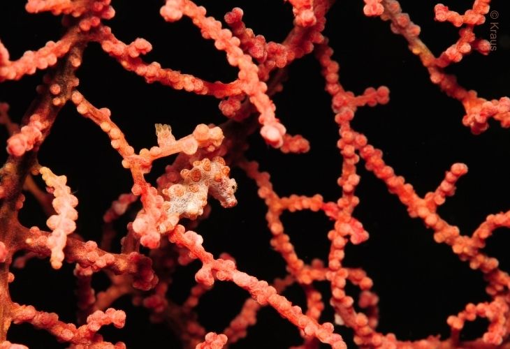 Pygmy-Seahorses-Hippocampus-bargibanti