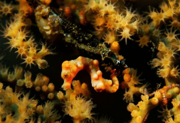 Pygmy-Seahorses-Hippocampus-denise