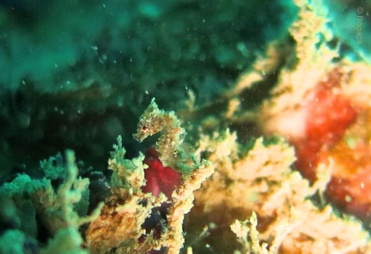 Hippocampus-severnsi