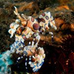 Seraya-Slope-Shrimps-Harlequin