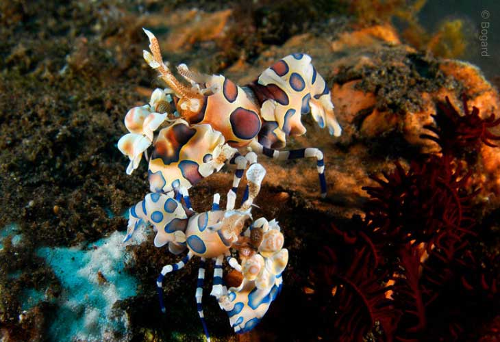 Seraya-Slope-Shrimps-Harlequin
