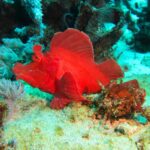 Rhinopias-eschmeyeri