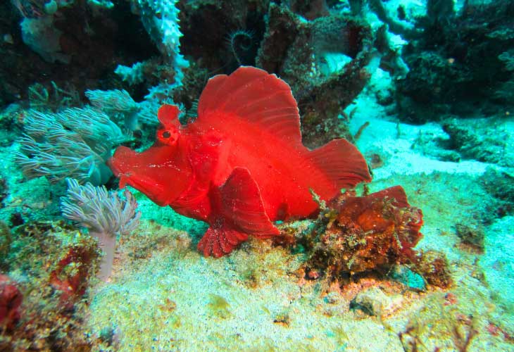 Rhinopias-eschmeyeri