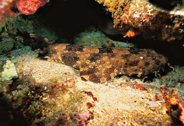 A-Model-for-Sustainable-Island-Living