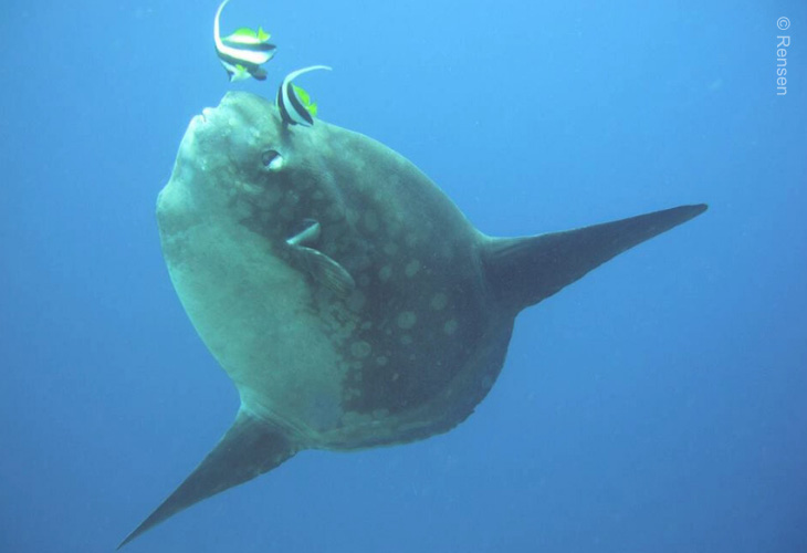 Fascinating-Ritual-of-Parasite-Removal