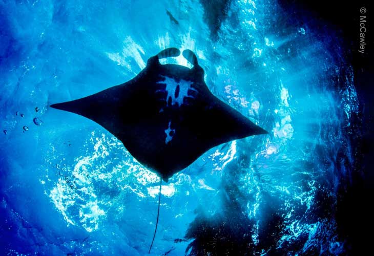 Mola-Mola-and-Manta-Dive-Site