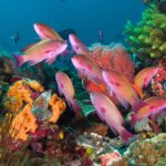 Nusa-Penida-MPA-Socio-Economic-Benefits