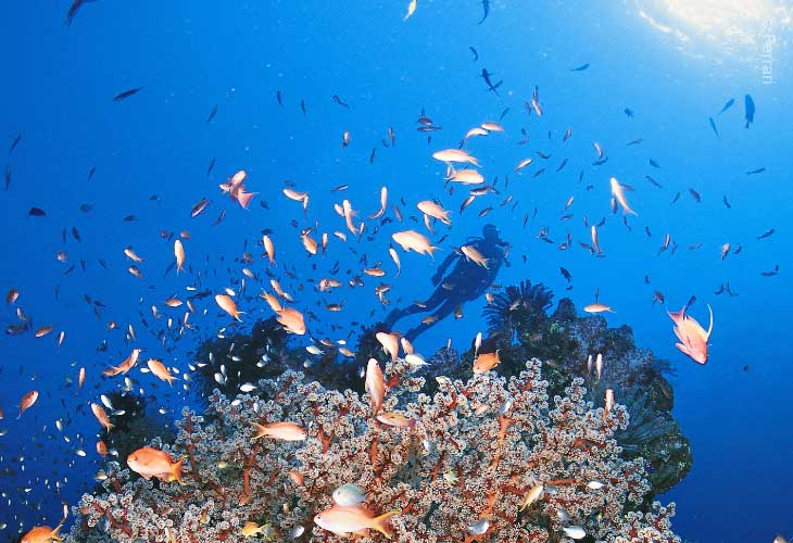 Reasons-to-Visit-Bali-Incredible-Diving
