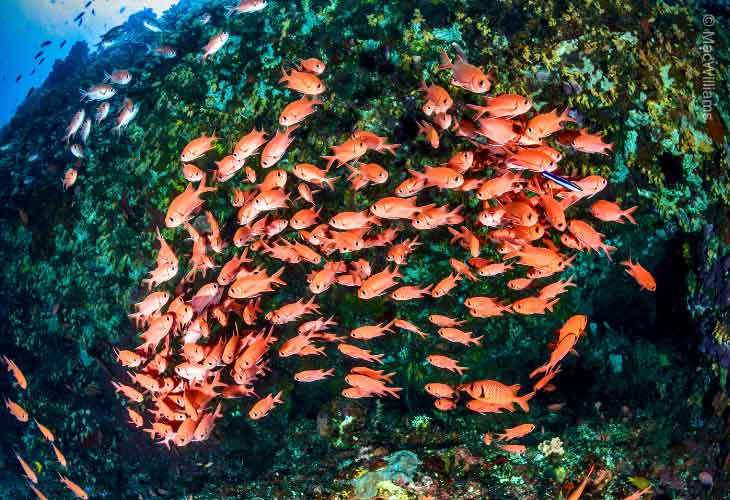 Sustainable-Fishing-and-the-Spillover-Effect