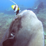 The-Basking-Behaviour-of-Molas