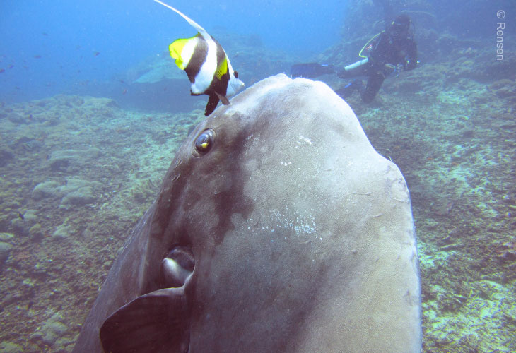 The-Basking-Behaviour-of-Molas