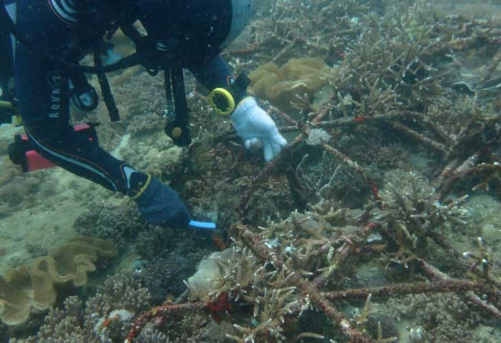2025-Coral-Monitoring