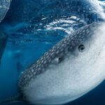 Triton-Bay-Whale-Sharks