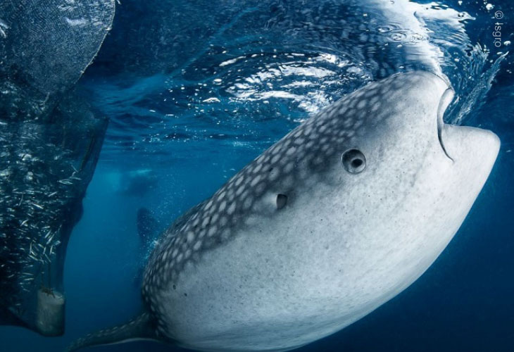 Triton-Bay-Whale-Sharks