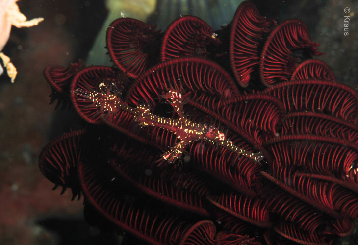 A-Master-of-Disguise