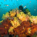 Manta-Point-Nusa-Penida