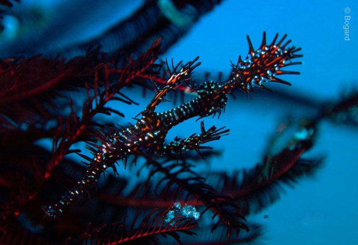 Ornate-Ghost-Pipefish-Matter