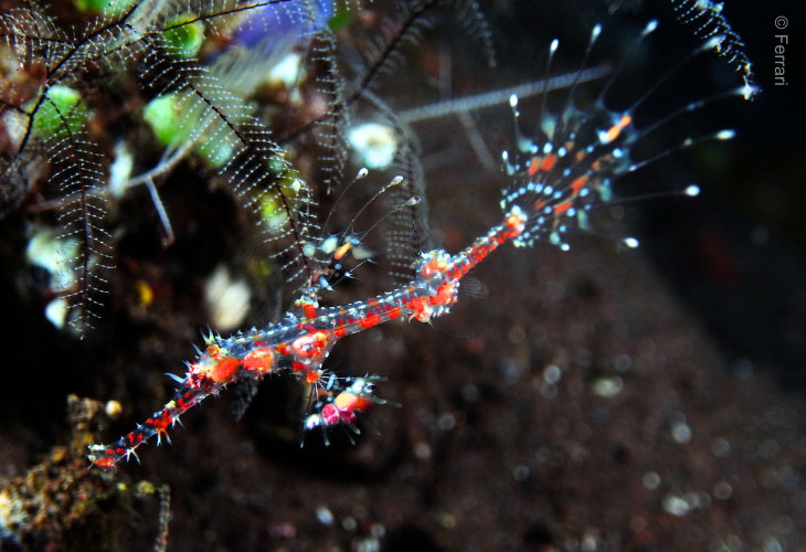 Photographing-Without-Disturbing-Them