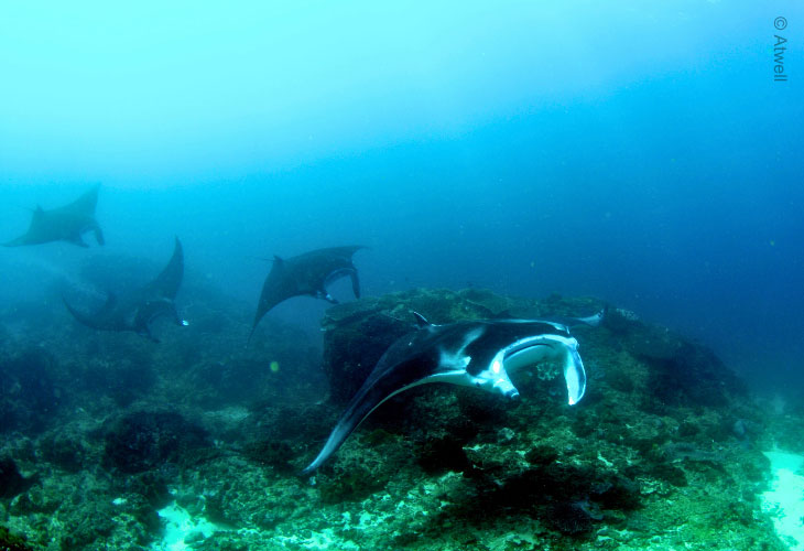 Reef-Manta-Rays