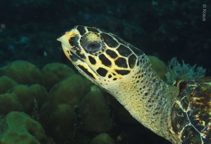 Sea-Turtle-Bali