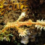 The-Ornate-Ghost-Pipefish