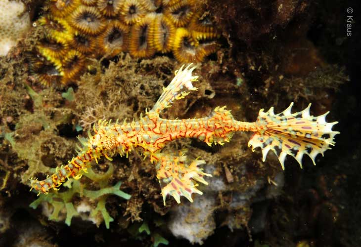The-Ornate-Ghost-Pipefish
