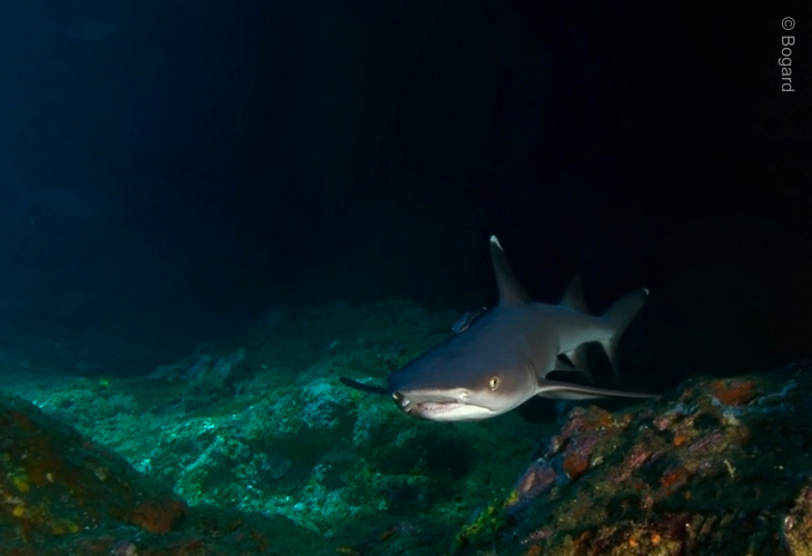 White‑tip-Reef-Sharks