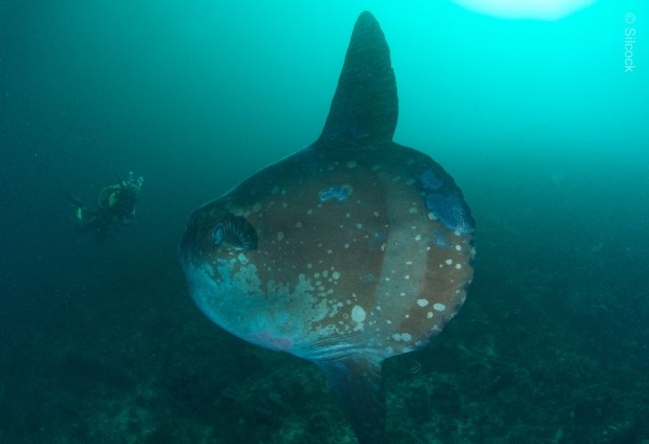 2026-Best-of-Bali-Dive-Safari-MolaMola