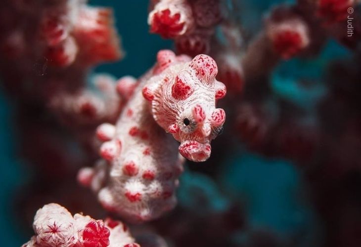 2026-Best-of-Bali-Dive-Safari-PygmySeahorse