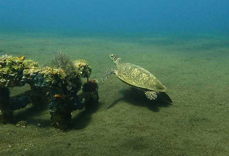 Artificial-Reefs-Support-Marine-Life