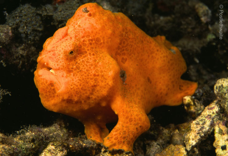 Painted-Frogfish