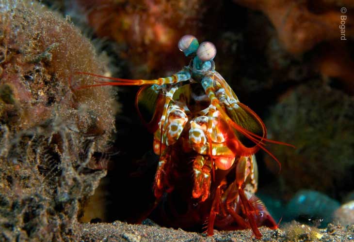 Peacock-Mantis-Shrimp