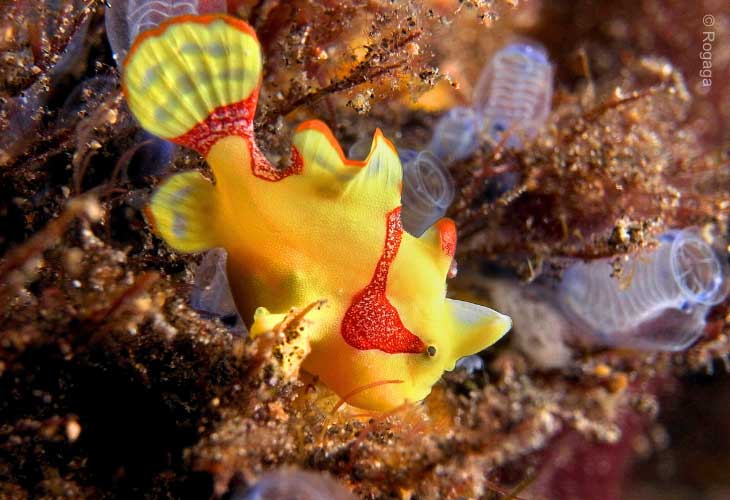 Warty-Frogfish