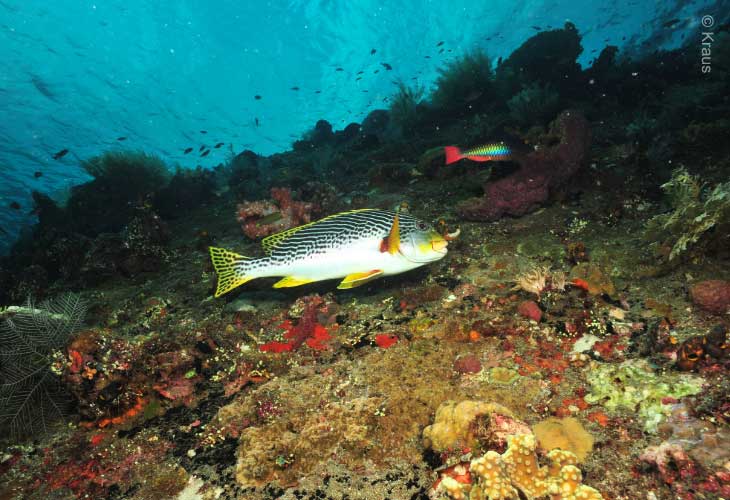 Drop-Off-Underwater-Visibility